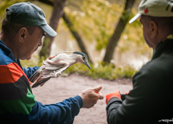 В Кишиневе спасли цаплю, которая запуталась в рыболовных снастях
