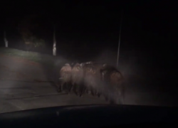 Кабанов, спокойно прогуливавшихся по улице Кишинева, сняли на видео 