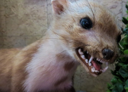 Укушенная бешеной куницей женщина в Сынжерейском районе убила животное 