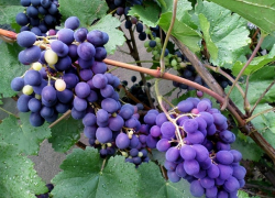 В пятницу в Молдове будет дождливо 