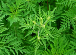 В Кишиневе на борьбу с амброзией потратят около миллиона леев