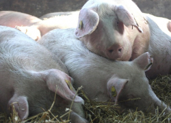 Министерство окружающей среды: Захоронение зараженных свиней не угрожает экологии и здоровью жителей