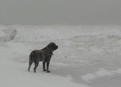 В Молдове ожидаются мокрый снег и гололёд: синоптики предупреждают о сложной погоде
