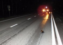 Найден водитель, раздавивший уснувшую на дороге женщину в Криулянах