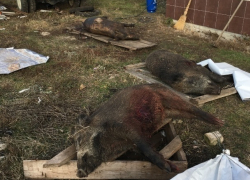 Браконьеров, застреливших кабанов, обнаружили в Сынжерейском районе по пятнам крови на земле 