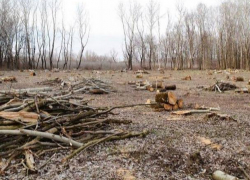 Сотрудники НЦБК задержали четверых человек, занимавшихся "чёрными лесозаготовками"