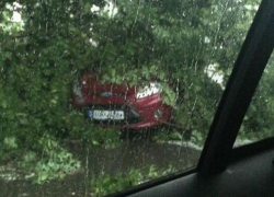 На Ботанике дерево обрушилось прямо на автомобиль