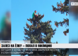 Житель Бендер забрался на 15-метровую ель перед горадминистрацией и кидался шишками в полицейских