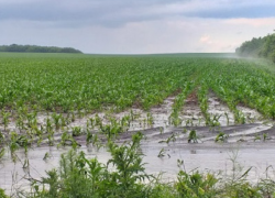 Сорокский район пострадал от ливней почти на 13 миллионов леев