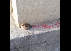 Дрокиевские живодеры принялись уничтожать воробьев