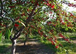На Молдову движется похолодание, усилится ветер – погода на среду 