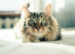 В Бендерах ссора из-за кота закончилась заявлением в милицию