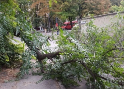 В Кишиневе две женщины пострадали от падения ветки с дерева
