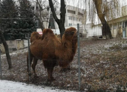 Экзотические животные разгуливают у цирка