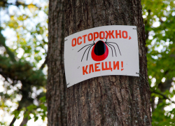 В Молдове активизировались клещи: отмечено три случая заболевания Лайма 