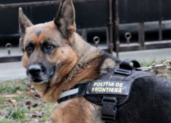 Полицейский пёс Неро показал себя героем на таможне
