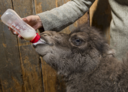 Новорожденный верблюжонок привлекает все больше гостей в Кишиневский зоопарк