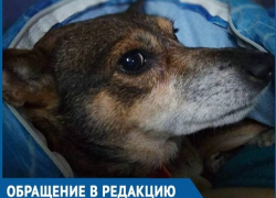 Пес Мартын, переживший взрыв в доме на Рышкановке, оказался не нужен хозяевам