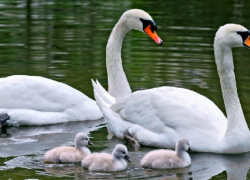 Браконьер застрелил птицу, занесенную в Красную книгу Молдовы