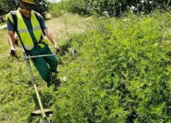 Борьба с амброзией вступает в решающую стадию, в Молдове могут создать специальный отдел для ликвидации растения
