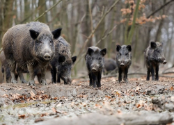 Новые очаги АЧС в Молдове: виноваты трупы кабанов, съеденные падальщиками