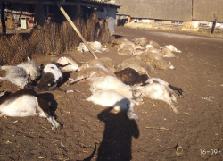 Сельчанин случайно отравил собственных овец