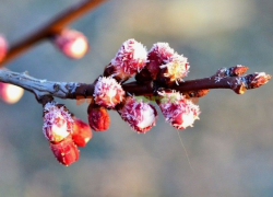 Заморозки на севере Молдовы погубили почти весь урожай садов