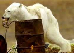 Душераздирающее видео с умирающим от голода белым медведем заставило людей плакать