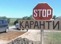 Карантин в Гагаузии - на одной из ферм обнаружена инфекция африканской чумы