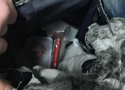 Оригинальный «утеплитель» обнаружили в шубе молдаванина одесские пограничники