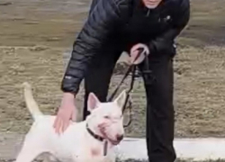 Жестокость в Бельцах: хозяин спустил бойцовскую собаку на дворового пса