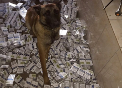 Кинологи с овчаркой обнаружили огромную партию контрабандных сигарет