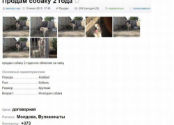В Молдове предлагают поменять собаку... на овец