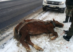 В Чимишлийском районе мужчина до смерти забил лошадь