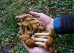 Четверо человек отравились грибами в Кантемирском районе