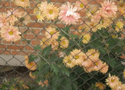 В воскресенье в Молдове будет тепло и облачно 