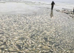 Шокирующие фото: тысячи мертвых рыб плавают в воде водохранилища Конгаз