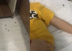 Слабонервным не смотреть. Полчища тараканов атакуют детскую больницу