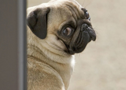 Разгорелся очередной скандал между зоозащитниками и «Некрополем»