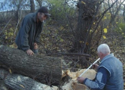 «Черные лесорубы» избили инспектора по охране окружающей среды в Сынжерей