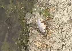 В озере в парке Валя Морилор - массовый мор рыбы