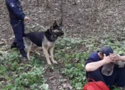 Пограничный пес Рекс задержал разыскиваемого преступника на севере Молдовы