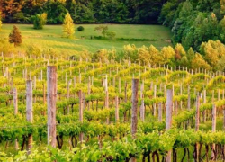 США отозвали $6 миллионов на поддержку туризма и виноделия в Молдове: смена приоритетов