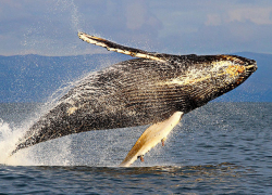 Сенсационное появление горбатого кита в заливе Ленинградской области попало на видео 