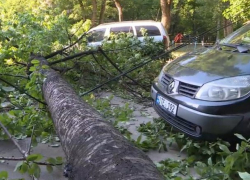 Старое дерево упало в Кишиневе, повредив несколько автомобилей