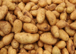 Из Беларуси в Молдову пытались ввезти 21 тонну зараженного опасной бактерией картофеля