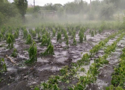 Ливень и град разорили поля и виноградники в Гагаузии и Сынжерейском районе
