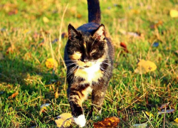 В среду температура в Молдове начнет расти, усилится ветер 