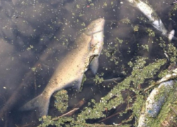 В заводях реки Днестр гибнет рыба