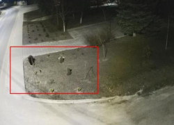 Внезапный приступ воровства: в Яловенах женщина украла 18 декоративных кустов